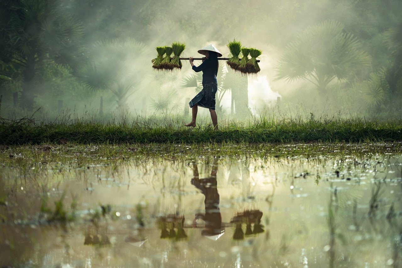 Rice Farms For Staple Dietary Production