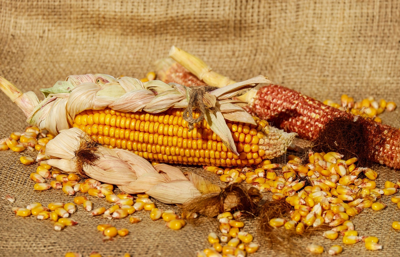 Corn Crop Farms – A Source of Food And Fuel