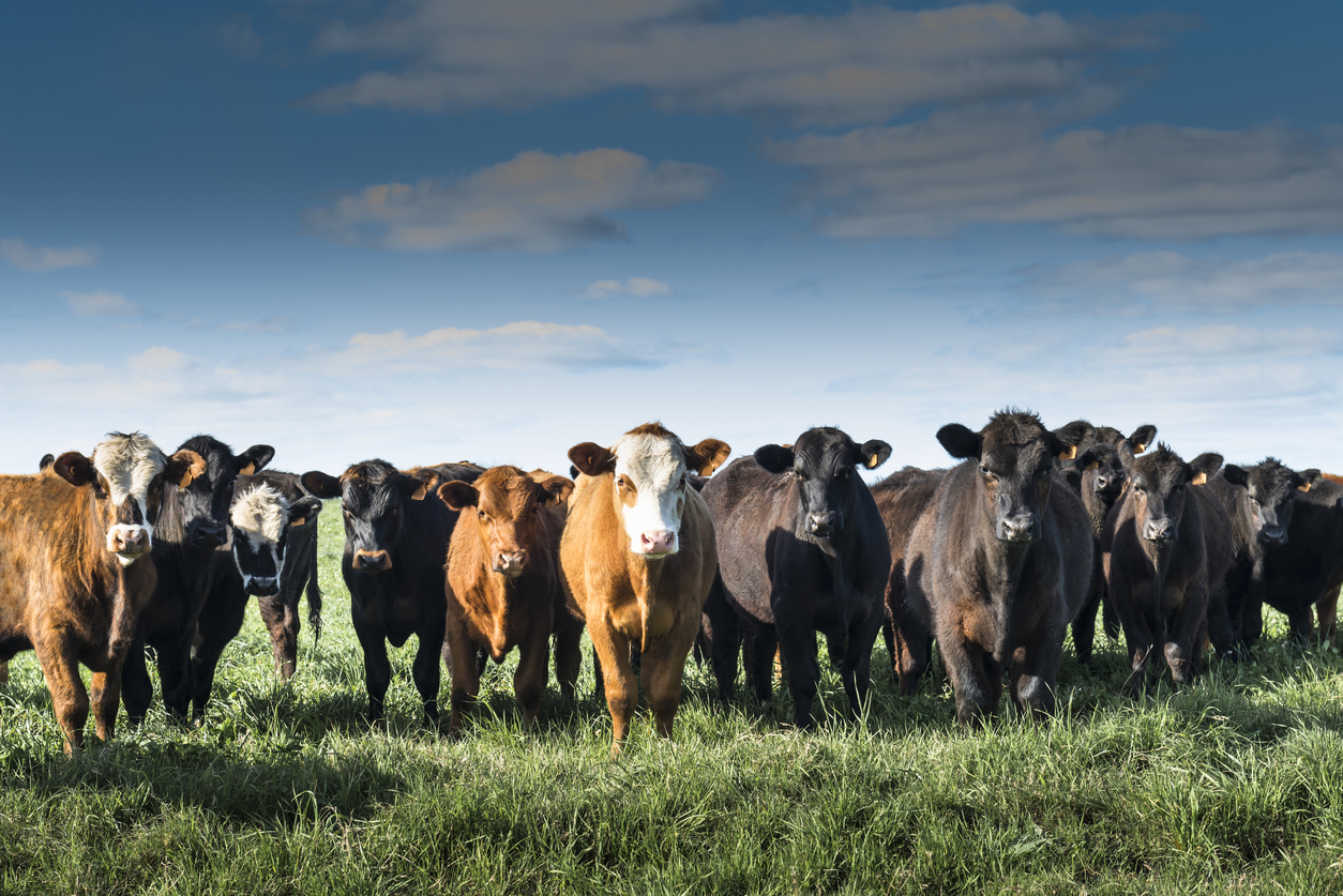 The Best Suited Environment For Healthy Cow Farms