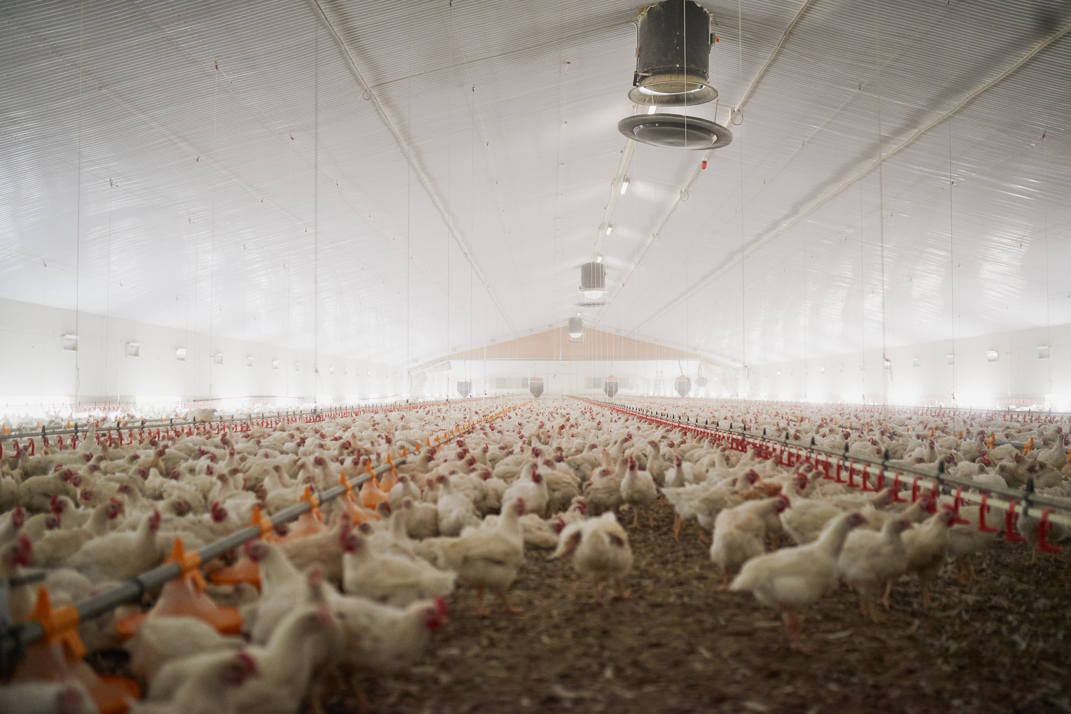 The Short Evolution of Chicken Farms