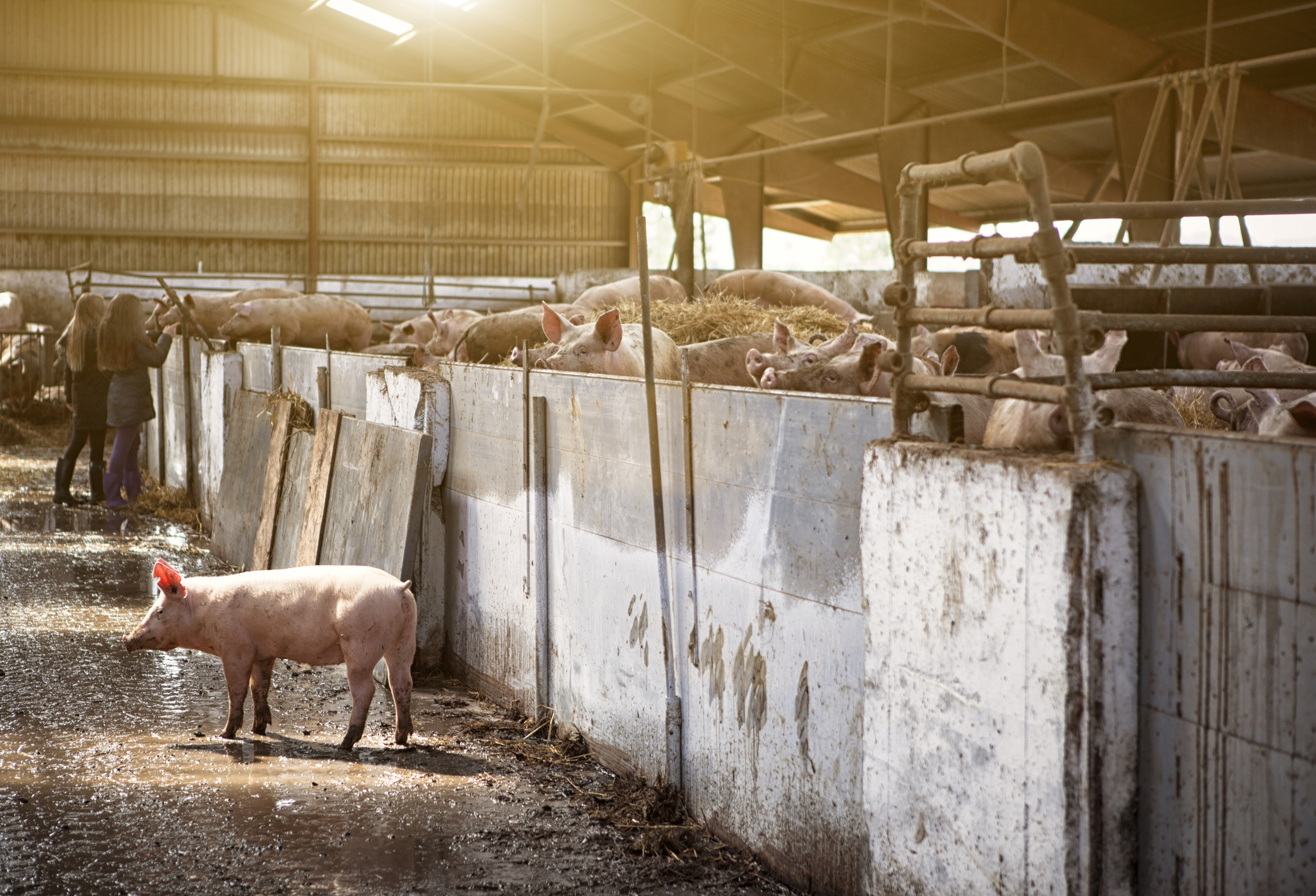 The Five Types of Pig Farms