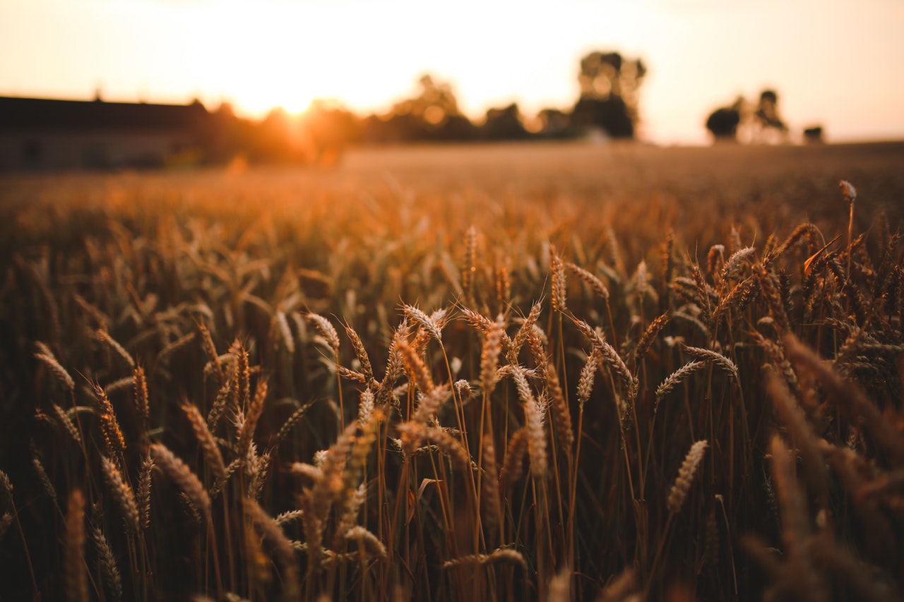 The Wondrous Provision From Within Wheat Farms