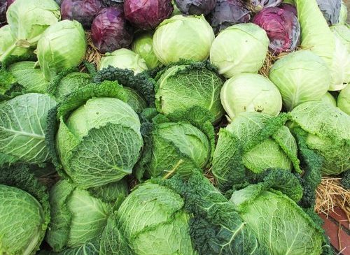 Vegetable Farming Tips