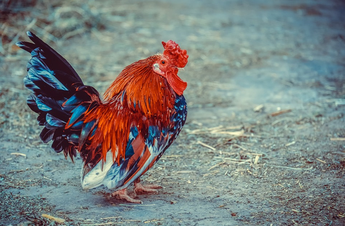 Transitioning Into Farm Life