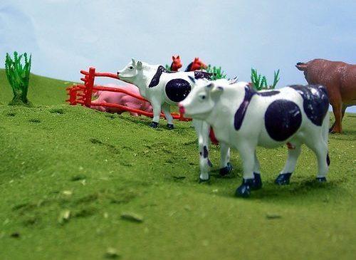 How Farms Can Utilise Rugs