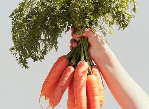 The Real Reasons Why You Should Insist on Fresh Farm Produce
