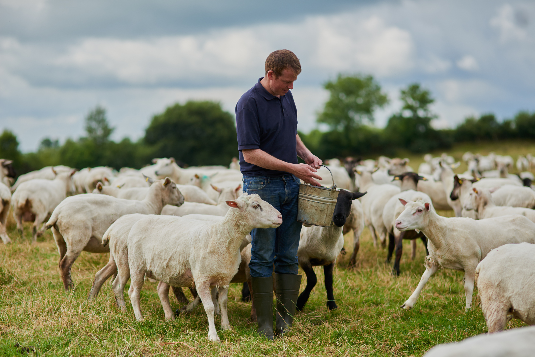 The Basics of Maintaining Goat Farms