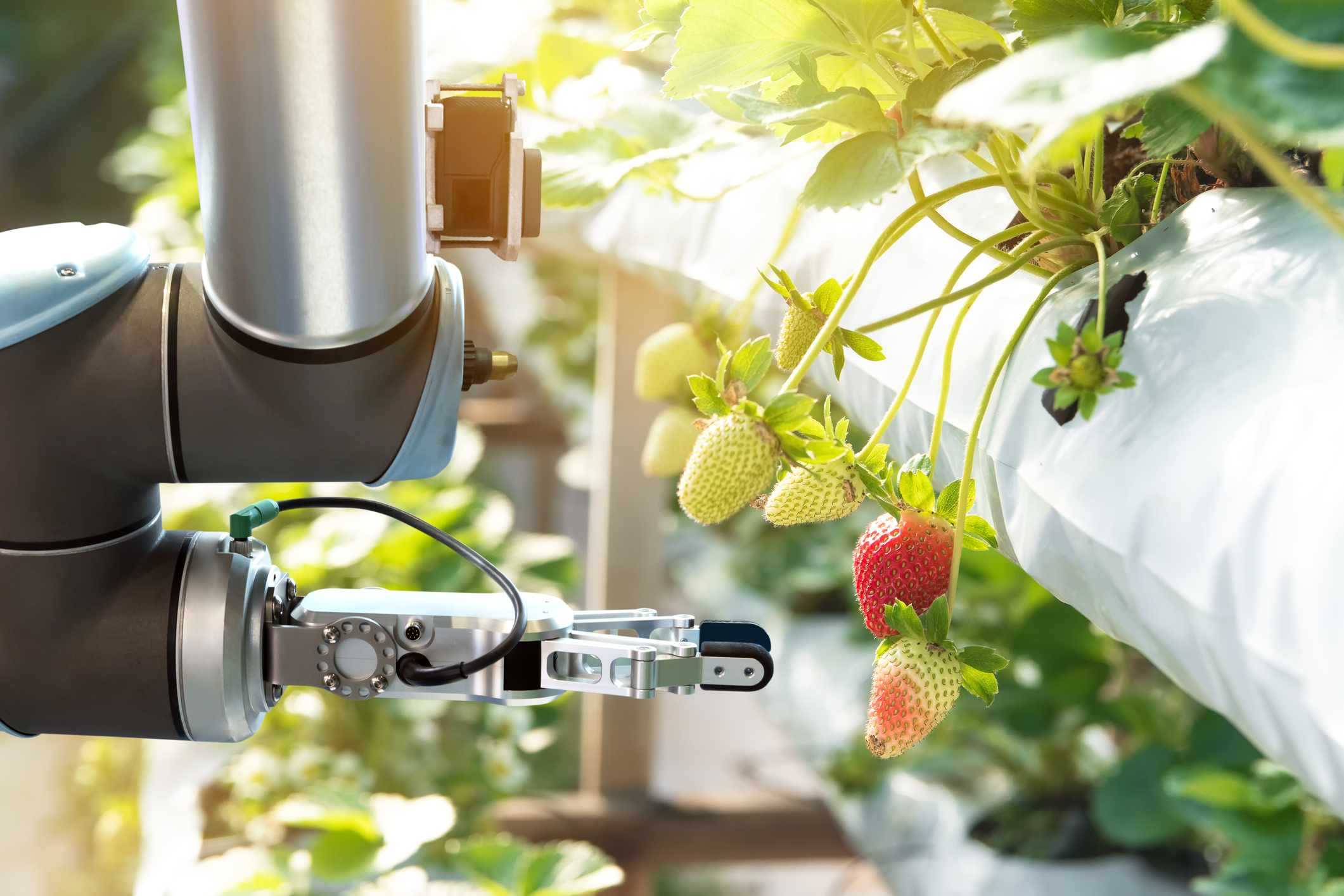 Agribots – How Robots Made Their Way Onto Farms