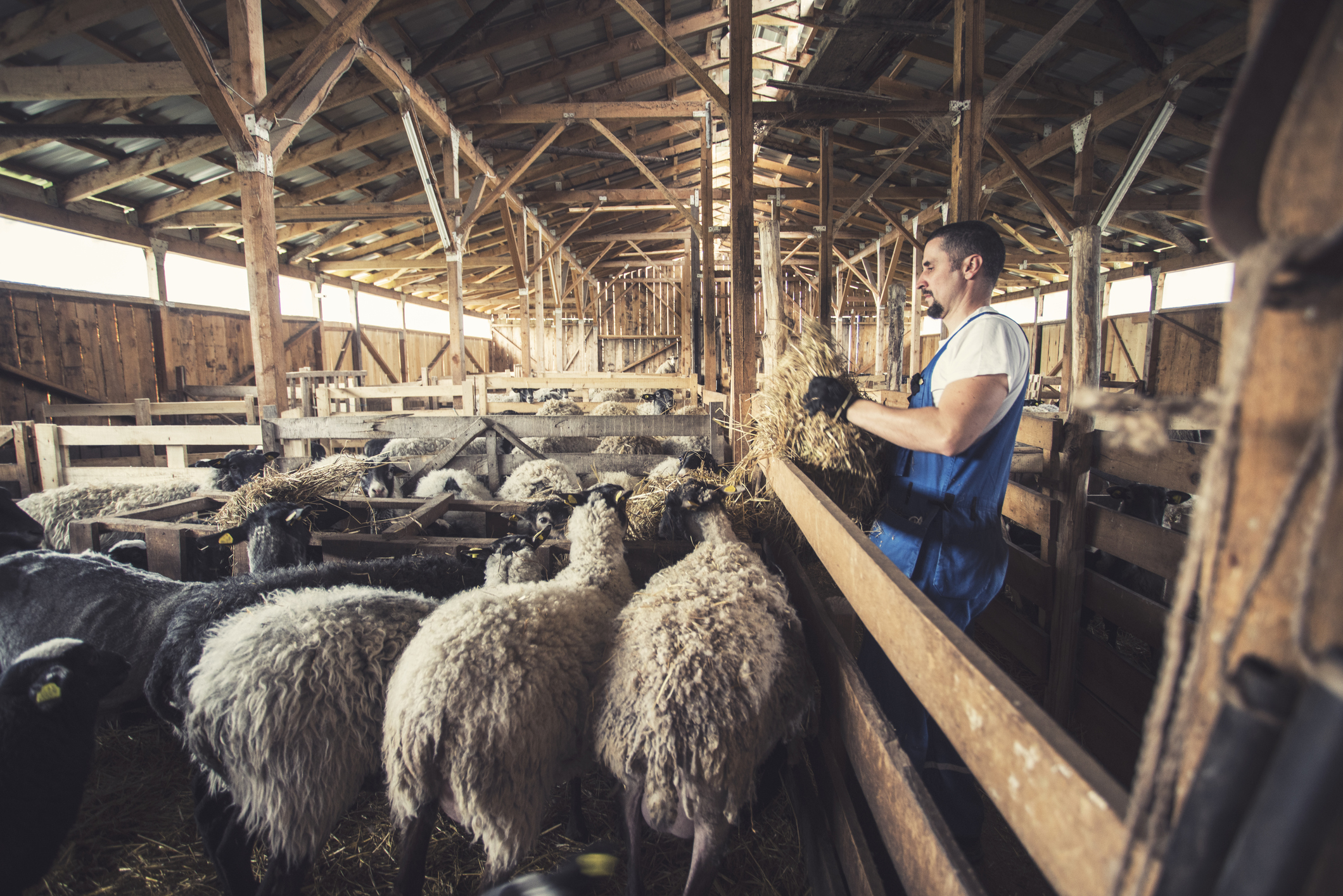 Three Main Landscapes For Sheep Farms In The UK