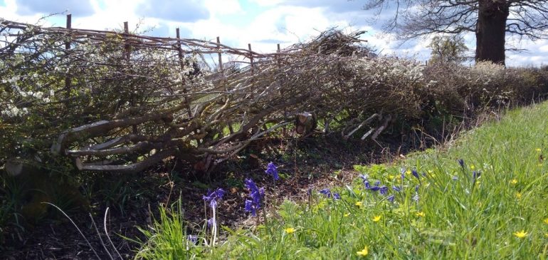 The Role of Hedgerows in Modern Sustainable Farming